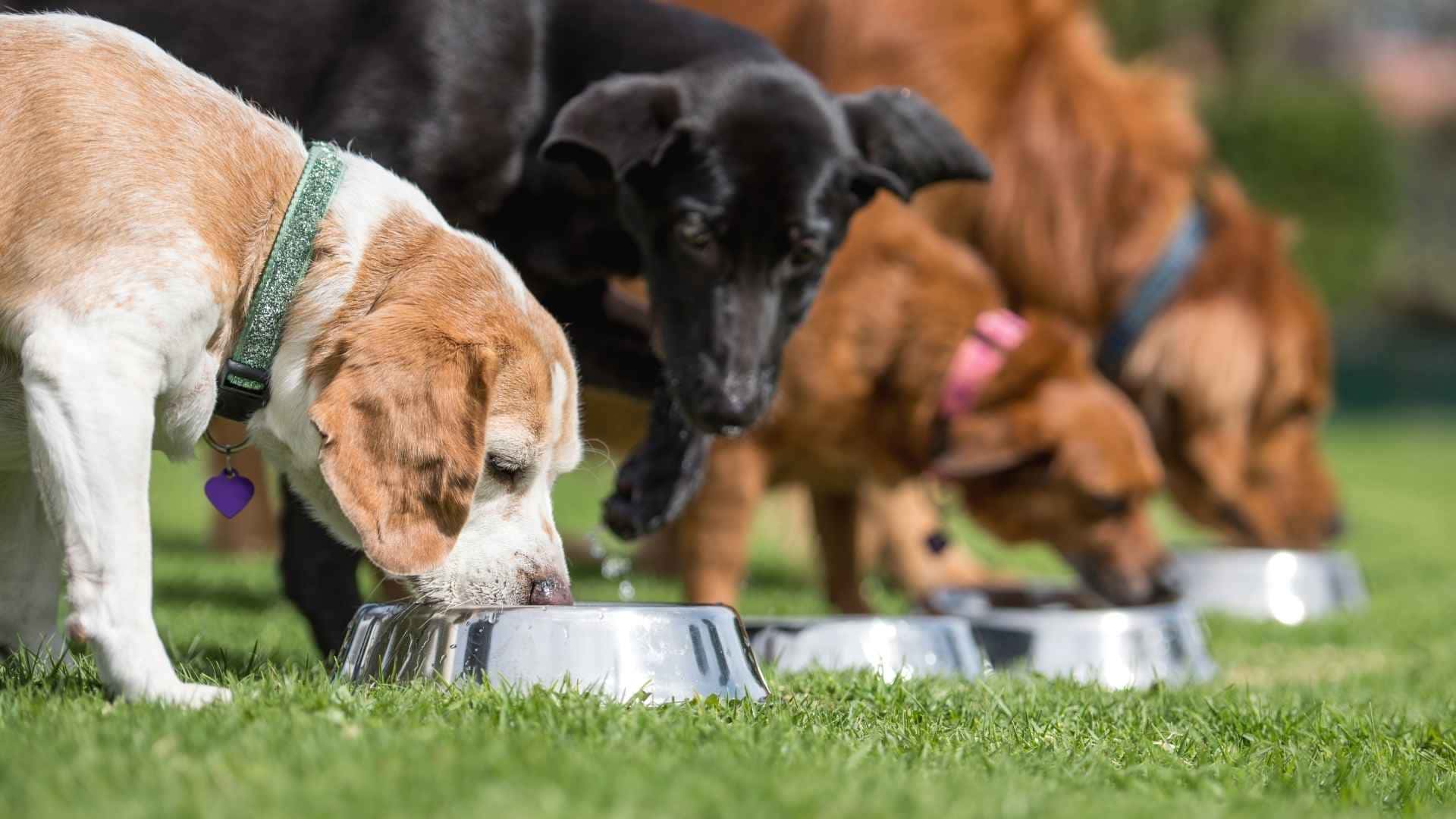 Proteina hidrolizada para perros